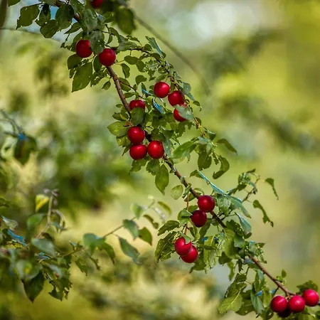 Gasthuis Mountain View Bulgaria 4*