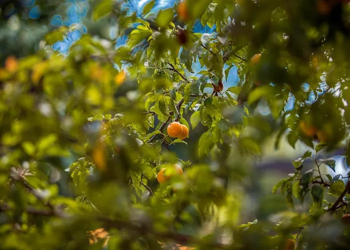 Mountain View Bulgaria Гостевой дом