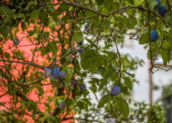 Mountain View Bulgaria