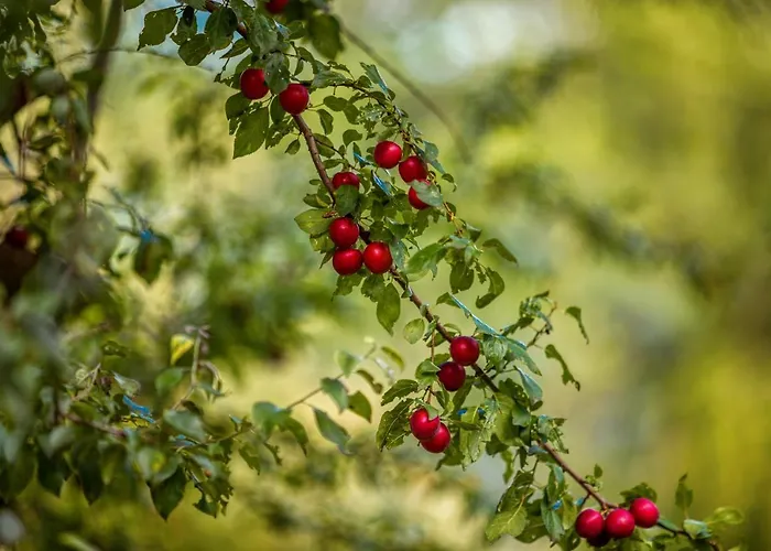 Гостевой дом Mountain View Bulgaria 4*